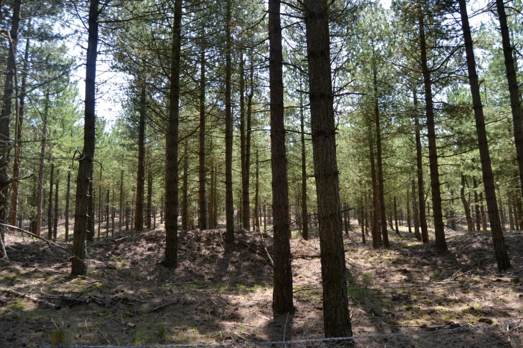 forêt de pins