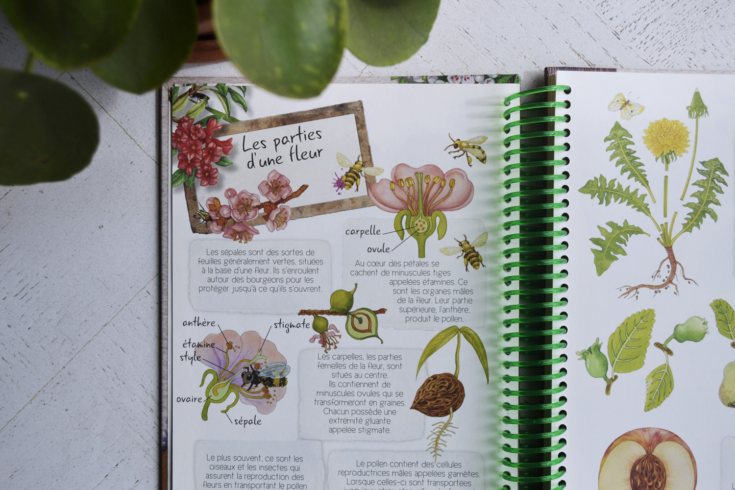 Un herbier pour les enfants - Maman à tout faire